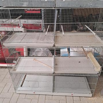 Kweek kooien beschikbaar voor biedingen