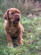Nest aankondiging Bordeaux dog pups Bordeauxdog, Dieren en Toebehoren, Honden | Bulldogs, Pinschers en Molossers, Overige rassen