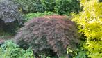 Japanse Esdoorn, Tuin en Terras, Planten | Bomen, Ophalen, Bloeit niet, Halfschaduw, Overige soorten