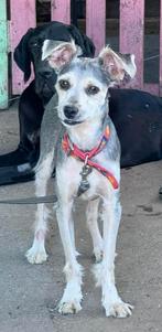 Hondje zoekt baasje, Dieren en Toebehoren, Honden | Niet-rashonden, Particulier, Rabiës (hondsdolheid), Reu, 1 tot 2 jaar