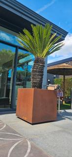 Unieke Vredespalm, palmboom stamhoogte 90cm, is 60 jaar oud!, Ophalen of Verzenden, Bloeit niet, Volle zon, Palmboom