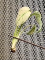 Monstera White Monster TC Plant, Huis en Inrichting, Kamerplanten, Ophalen of Verzenden
