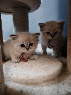 Stamboom ragdoll kittens, Dieren en Toebehoren, Katten en Kittens | Raskatten | Langhaar, Meerdere dieren