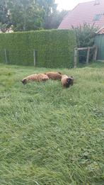 Mooie bruine oussant rammen, Dieren en Toebehoren, Schapen, Geiten en Varkens, Mannelijk, Schaap