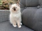 Raszuivere Ragdoll kitten, Poes