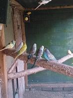 Grasparkieten, Dieren en Toebehoren, Vogels | Parkieten en Papegaaien, Meerdere dieren, Parkiet