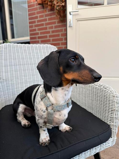 Dekreu dwergteckel, Dieren en Toebehoren, Honden | Dekreuen, Reu, Particulier, Eén hond, Nederland, 1 tot 2 jaar