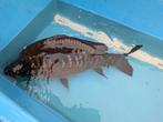 Karper 50cm, Karper of Koi