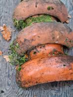 tekoop nokpan ofballon vorst, Dieren en Toebehoren, Reptielen en Amfibieën, Slang, 0 tot 2 jaar