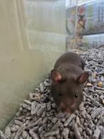 Complete hamster set, hamster & mooie kooi + alle toebehoren, 110 cm of meer, Nieuw, Hok, Hamster