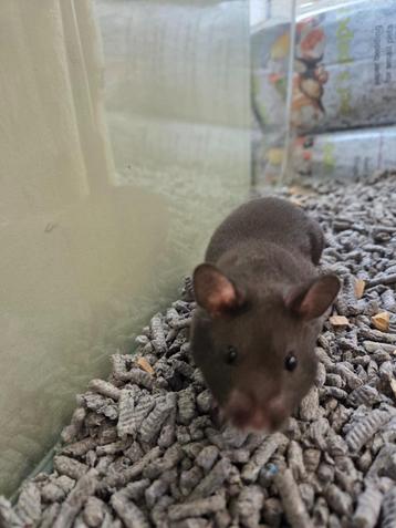Complete hamster set, hamster & mooie kooi + alle toebehoren beschikbaar voor biedingen