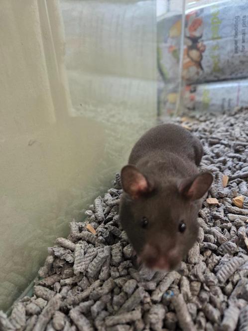 Complete hamster set, hamster & mooie kooi + alle toebehoren, Dieren en Toebehoren, Knaagdieren en Konijnen | Hokken en Kooien
