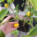 Peper plantje Yellow Starfish Moestuinplantjes, Zomer, Ophalen, Groenteplanten, Eenjarig