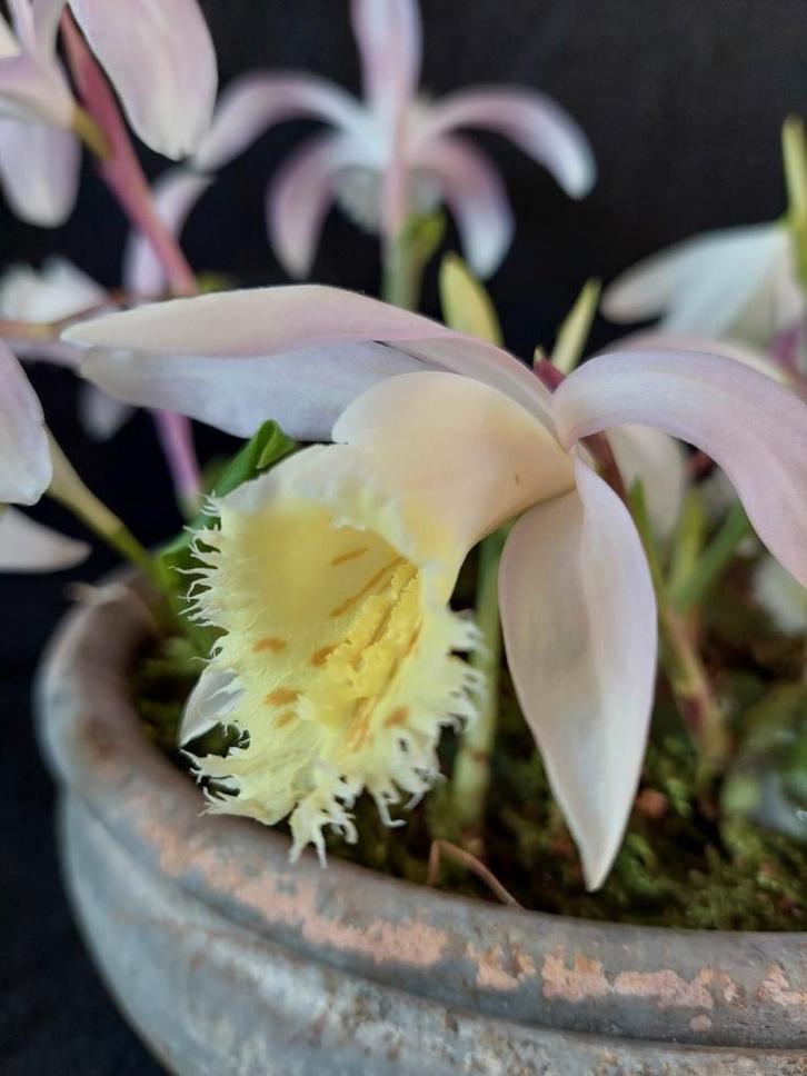 Pleione grandiflora (witte vorm), aardorchidee, Tuin en Terras, Bloembollen en Zaden, Bloembol, Voorjaar, Halfschaduw, Ophalen of Verzenden