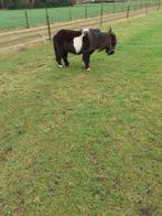 2 mini hengstjes te koop, Dieren en Toebehoren, Pony's