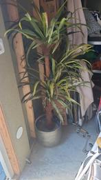 Kunstplant palm zonder pot, Palm, Ophalen of Verzenden, Halfschaduw