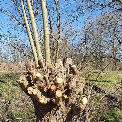Snoeiwerk?, Tuin en Terras, Haardhout, Takken, Overige houtsoorten, Ophalen
