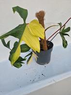 Philodendron florida beauty, Huis en Inrichting, Ophalen, Overige soorten, Minder dan 100 cm