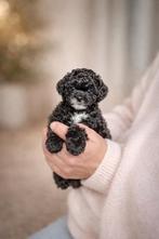 Toypoedel teefje - toy poedel - toypoodle, Dieren en Toebehoren, Poedel, HCC (leverziekte), 8 tot 15 weken, Teef