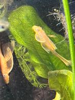 Ancistrus longfin ruilen, Vis