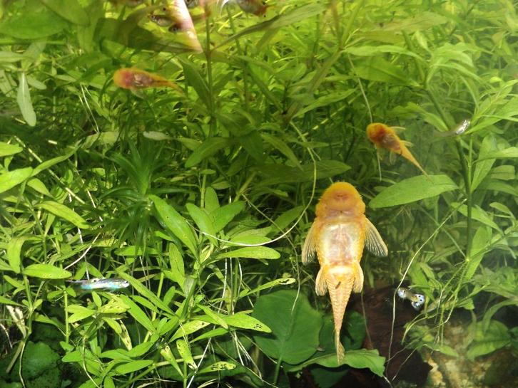 ALGENETERS NOG DIV LEEFTIJDEN EN HEEL VEEL GUPPEN DIV SOORTE, Dieren en Toebehoren, Vissen | Aquariumvissen, Zoetwatervis, Vis