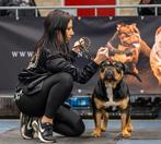 Old english bulldog dekreu, Bulldog, Meerdere, Meerdere dieren, Nederland