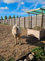 A pony stalling, Dieren en Toebehoren, Stalling en Weidegang