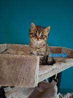 Mooie brits langhaar/korthaar kittens, Meerdere dieren, 0 tot 2 jaar