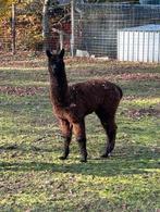 Alpaca merrie veulen, Dieren en Toebehoren, Mei, Vrouwelijk