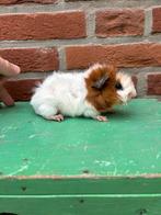 Leuk zuiver borstel beertje!, Dieren en Toebehoren, Knaagdieren, Cavia, Mannelijk, Tam, September
