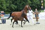 Veulen springveulen tuigpaard veulen jaarling, Dieren en Toebehoren, Paarden, Merrie, Minder dan 160 cm, 0 tot 2 jaar