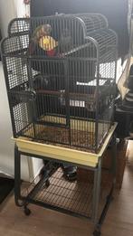 Pyrrhura met kooi, Ophalen of Verzenden, Zo goed als nieuw, Hout, Vogelkooi