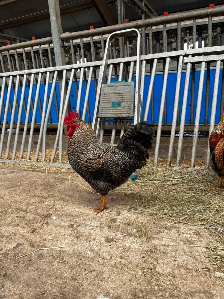 Hanen teab, Dieren en Toebehoren, Pluimvee, Kip, Mannelijk