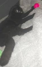 Kittens, Dieren en Toebehoren, Ophalen