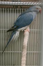 Prachtige jonge violet bleek staart halsband parkiet, Vrouwelijk, Papegaai, Geringd