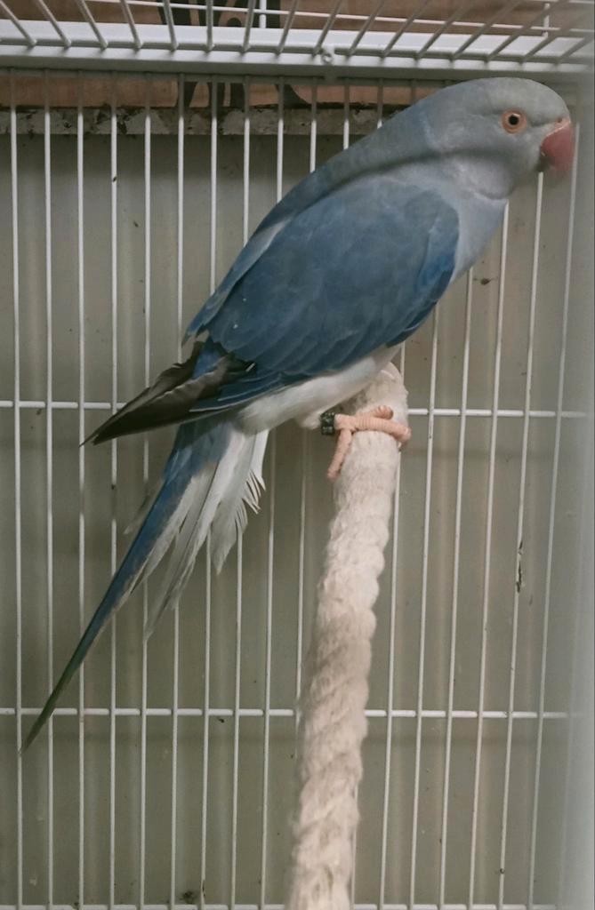 Prachtige jonge violet bleek staart halsband parkiet, Dieren en Toebehoren, Vogels | Parkieten en Papegaaien, Papegaai, Vrouwelijk