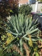 Verschillende struiken en heesters gratis op te halen, Ophalen, Overige soorten, Halfschaduw