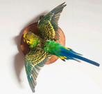 Opgezette groene grasparkiet - Taxidermie, Ophalen of Verzenden, Nieuw, Vogel, Opgezet dier