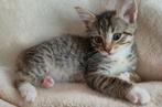Lieve Bengaalse Kittens, Dieren en Toebehoren, Katten en Kittens | Raskatten | Korthaar, Poes, Ontwormd, 0 tot 2 jaar