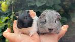 Leuk en lief cavia koppel beertjes, Cavia, Mannelijk, Juli, Tam