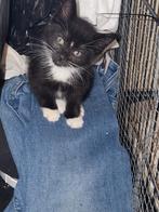 jonge kittens te koop, Dieren en Toebehoren, Katten en Kittens | Overige Katten