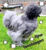 USA ZIJDEHOEN HENNETJES  in 3 kleuren.   Tegen of aan de leg, Dieren en Toebehoren, Pluimvee, Vrouwelijk, Kip