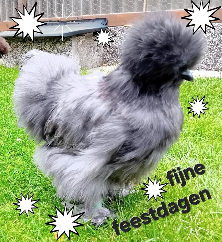 USA ZIJDEHOEN HENNETJES  in 3 kleuren.   Tegen of aan de leg, Dieren en Toebehoren, Pluimvee, Kip, Vrouwelijk