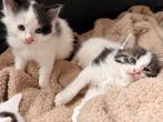 Langharige noorse boskat kittens, Dieren en Toebehoren, Katten en Kittens | Raskatten | Langhaar, Poes