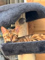 Bengaals origineel stamboom  paspoort, Dieren en Toebehoren, Poes