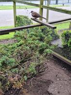 Te koop 2 parelhalsband tortelduiven tortels, Meerdere dieren, Tropenvogel