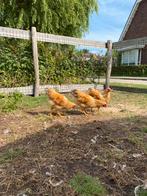 Hanen te koop!, Dieren en Toebehoren, Pluimvee, Mannelijk, Kip