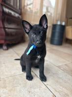 Herder VEO PUP ZWART Reutje werkhonden met FCI Stamboom, Dieren en Toebehoren, CDV (hondenziekte), 8 tot 15 weken, Meerdere, Meerdere dieren