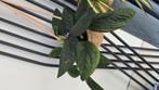 Plantjes uitverkoop €5 per stuk, Ophalen