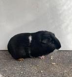 leuke baby cavia's, Juni, Mannelijk, Cavia